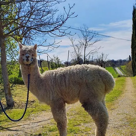Agriturismo Lucatello Farm stay Pratovecchio