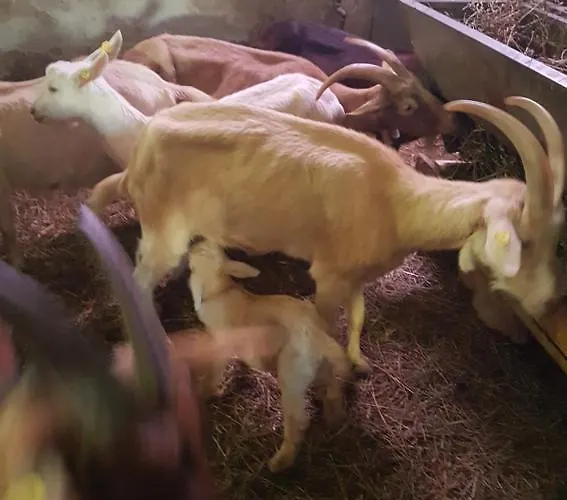 Agroturismo Agriturismo Lucatello Pratovecchio